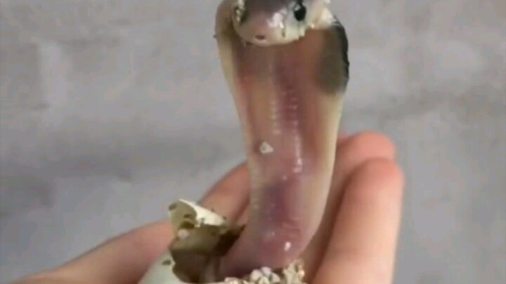 ลูกงูเห่าที่เพิ่งคลานออกมาจากไข่