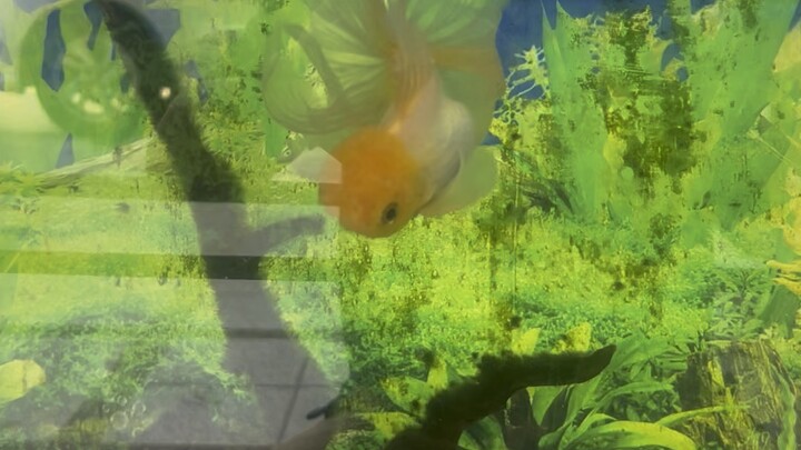 Cute Fish