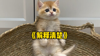 Kucing kecil: Aku benar-benar tidak menyangka! Sssss