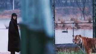 杨幂和老虎并肩回头这一幕 真的有被这段戳到！！！！