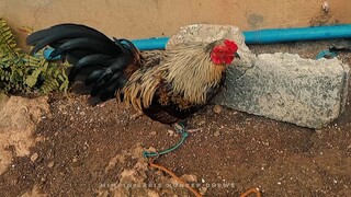 Bantam ko🔥🔥