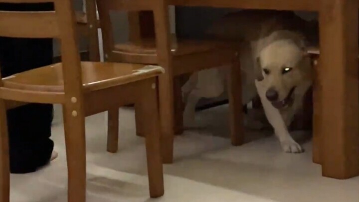 Beating dogs is your lie