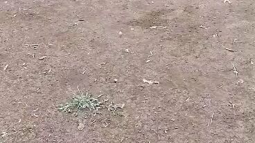 kunting sugat lng manok namin