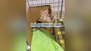 Tui có linh kẻm là tóp tóp sẽ xó cái nhíp này của tui :))) vitaminmeo mèo cats