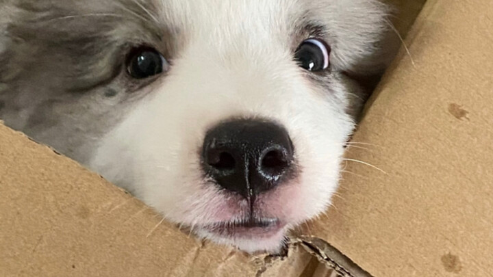 Lagu “Aku Anjing Kecilmu” benar-benar bisa bikin orang nangis ketika diedit!