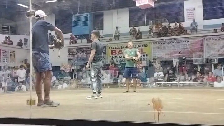 Leverville Garbage Backyard (Joe Goode Grey x Gilmore hatch) Pasay Cockpit