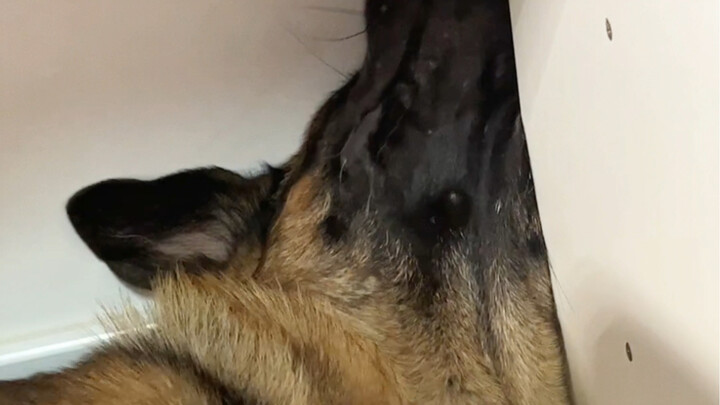 Ternyata anjing juga bisa keseleo leher lho!