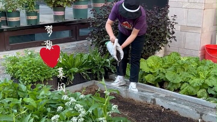 Jangan sekali-kali menanam sayur, sekali terjun ke lubang berkebun, dalamnya bagai lautan