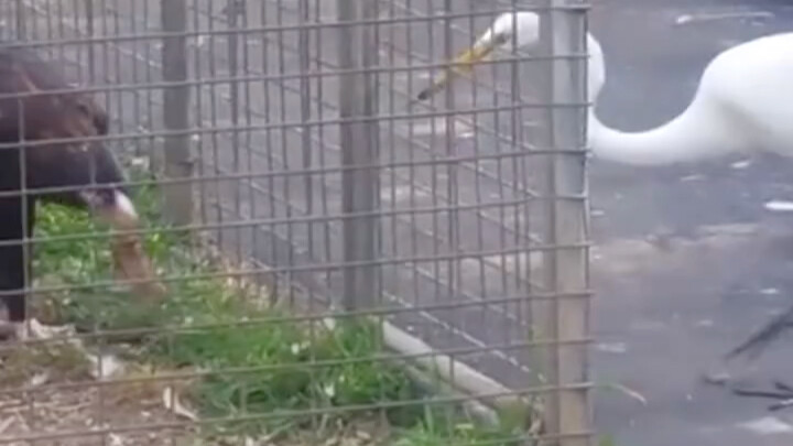 Eagle: Why does it only affect me and not you?