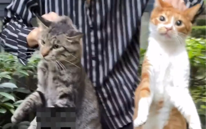Kucing liar kecil itu melahirkan, demi si tiga warna ia fokus merawat anaknya—saya hanya bisa memban