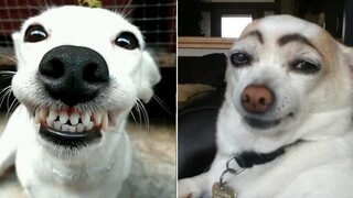 Funny Animal Clips that I Send to my Friends Without Context 😏😂 (CUTE)