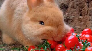 Rabbit eat