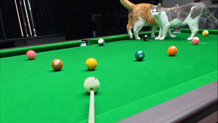 橘子，咋回事？