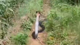 去后山摘樱桃看到的，兄弟们这什么蛇？