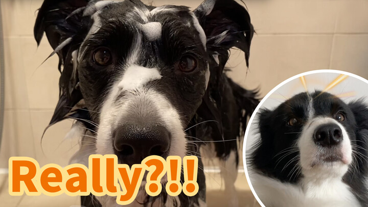 A dog who always pays attention to expression management.
