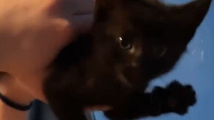Severe black cat lovers are ecstatic