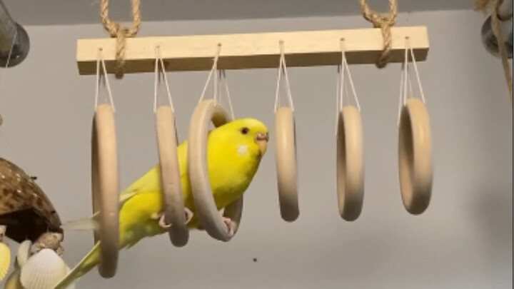 This little chick can play however it wants～