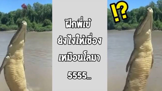 รวมคลิปตลกๆ : นี่จระเข้หรือหมาเนี่ย!? ทำไมมันเชื่องจัง