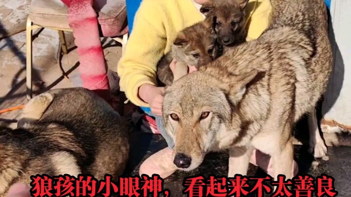 The little dogs are fine with me holding them, but Old Zhang can’t even touch one!