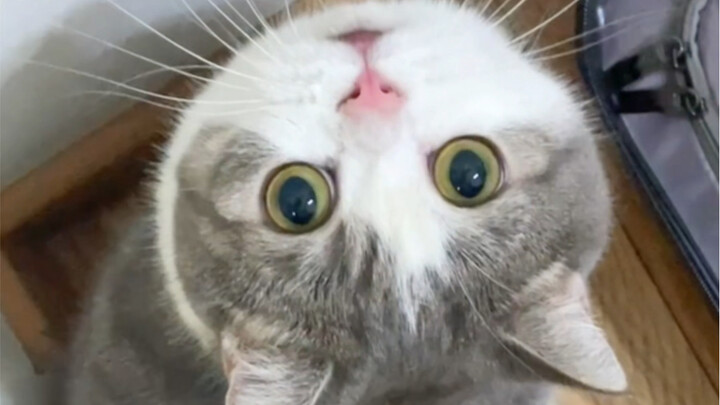 Good thing I’ve got a rattlesnake cat♪( ´θ｀)ノ