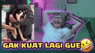 TIDAK NORMAL! JIKA ANDA TIDAK TERTAWA MENONTON INI!