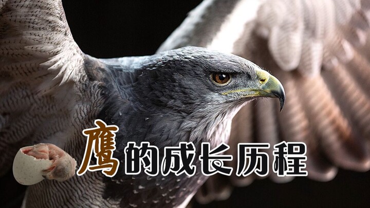 Từ lúc vỡ vỏ đến khi sải cánh trên bầu trời: Hành trình trưởng thành của đại bàng, từ một quả trứng 