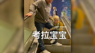 宝，坐电梯可不兴学考拉的！