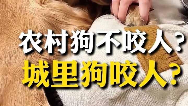 Why don’t dogs in the countryside bite people, while city dogs do?