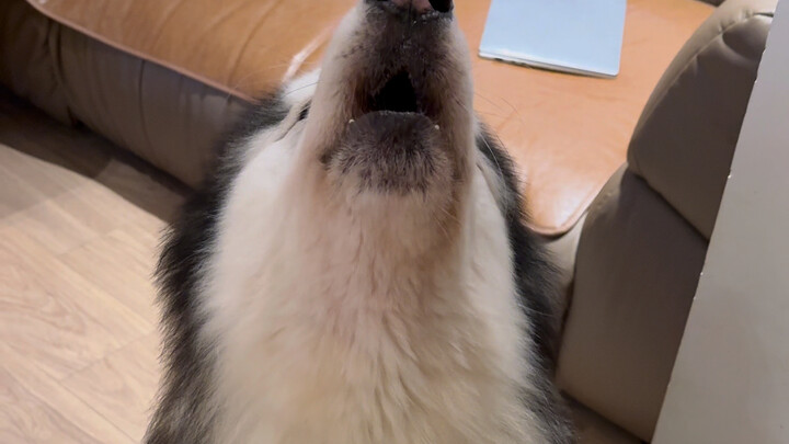 หมาข้างนอกมันหอมกว่าหมาบ้านจริงไหมแม่?