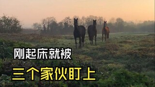 Hewan-hewan yang menjalani kehidupan yang damai!
