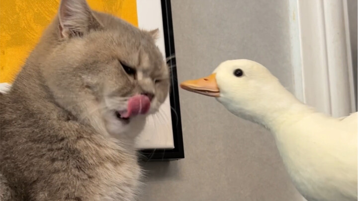 Mao Lật Tử: Tôi biết động cơ của bạn là tốt, nhưng trước tiên đừng khởi hành vội.