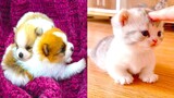 Video thú cưng chó mèo dễ thương hài hước hay nhất | Best Funny Cute pets Videos