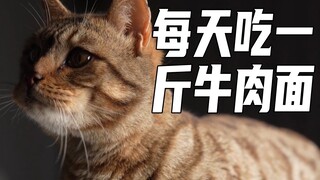 每天吃一斤牛肉面的狸花豹猫吃相如何？