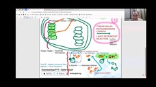 BIOLOGI F5 KLOROPLAS