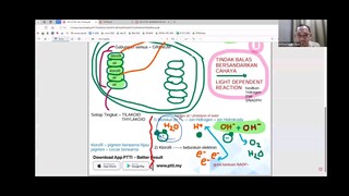 BIOLOGI F5 KLOROPLAS