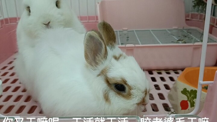 Rabbit, you know, I can do piling.