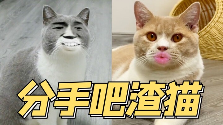 Break up, you scumbag! Oh, you think it’s easy being a jerk? A recent compilation of Scumbag Cat’s a