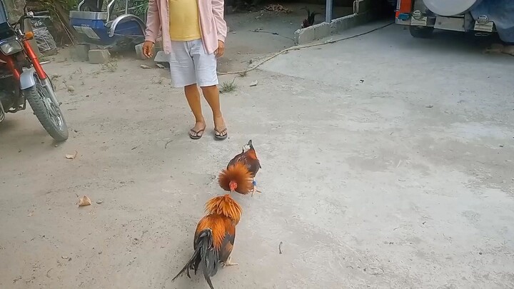 Saint Louis Cardinals Gamefarm: sparring