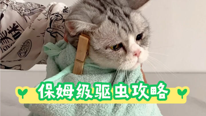 Bí kíp tẩy giun chi tiết cho người mới, học xong là tự mình tẩy giun cho mèo tại nhà dễ dàng!