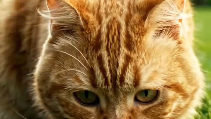 The Cat Found a Mysterious Camera! 🐱📷