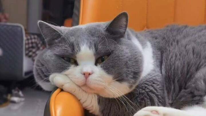 Semua orang bilang kucing di rumahku mirip TOM!