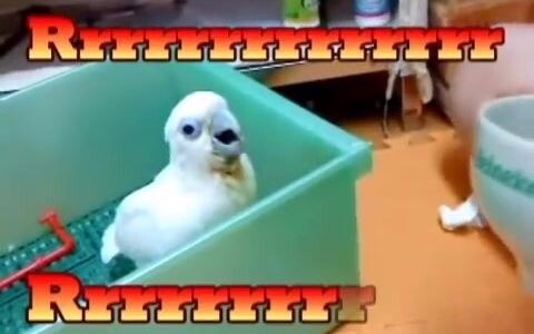 I wanna eat! Aaaahhhhhh—(voice cracking)