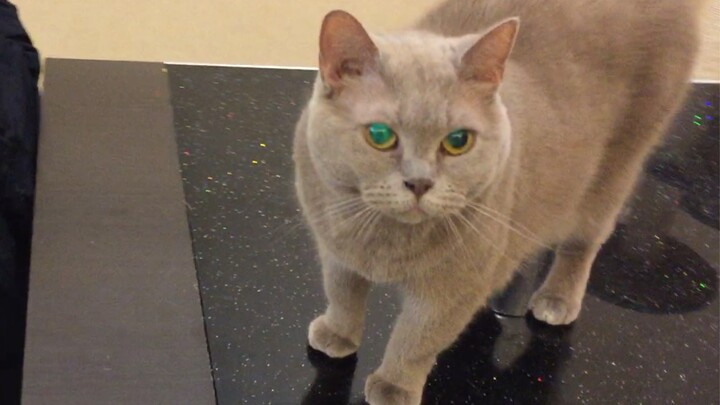 【Kaki-kaki Jamur】Tengah malam baru ingat, aku belum kasih makan kucing! Para tuan di luar kamar tidu