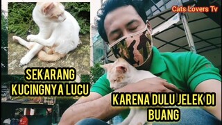 Dulu Kucing Ini Jelek Di Buang Orang Di Pinggir Jalan Pake Mobil Lihat Kondisinya Sekarang..!