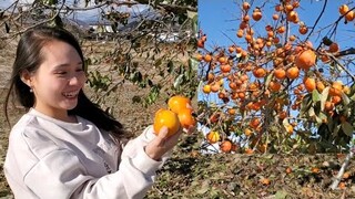 Làm Hồng Treo Gió ở Nhật #224 | Út Đạt Cuộc Sống Nhật