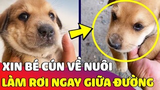 Bắt gặp bé cún bị người khác 'LÀM RƠI' giữa đường, ông chú liền có HÀNH ĐỘNG ẤM LÒNG 😢 | Gâu Đần