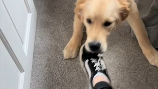 Đập tan lừa đảo Golden Retriever: Lần đầu nuôi chó nên chọn Golden Retriever, vì chúng rất trầm tính