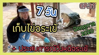 7 วัน ตะลุยเก็บไข่จระเข้ ปิดฤดูกาล2020 + วิ่งหนีจระเข้แบบคนโง่ EP.31