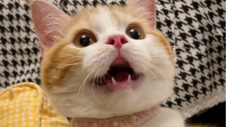 อย่าปล่อยให้แมวเล่นกับสุนัขบ่อยเกินไป ไม่เช่นนั้น...