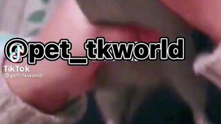 TikTok pet  world